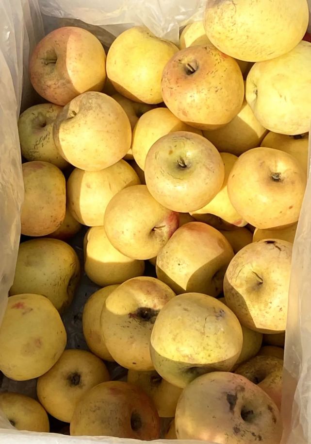 5元/斤没人买!还要再跌!龙口人都吃过的水果