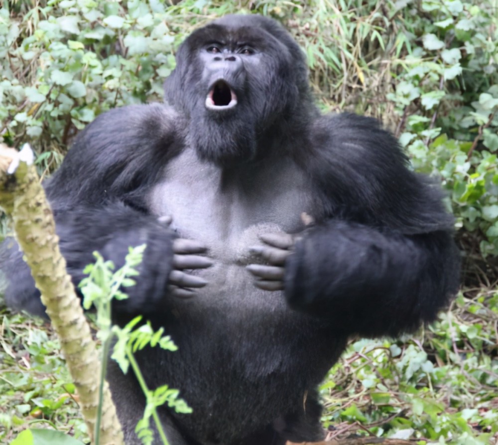 大猩猩酷爱捶胸,原来是想传达这些信息_腾讯新闻