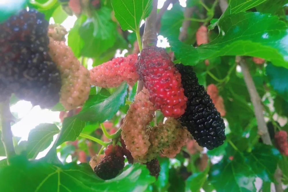 美食走一起去摘桑葚吧