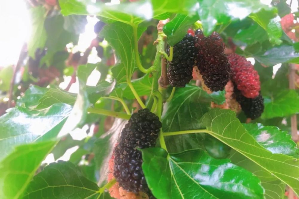 美食走一起去摘桑葚吧