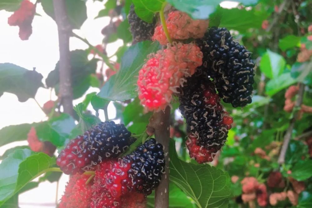 美食走一起去摘桑葚吧