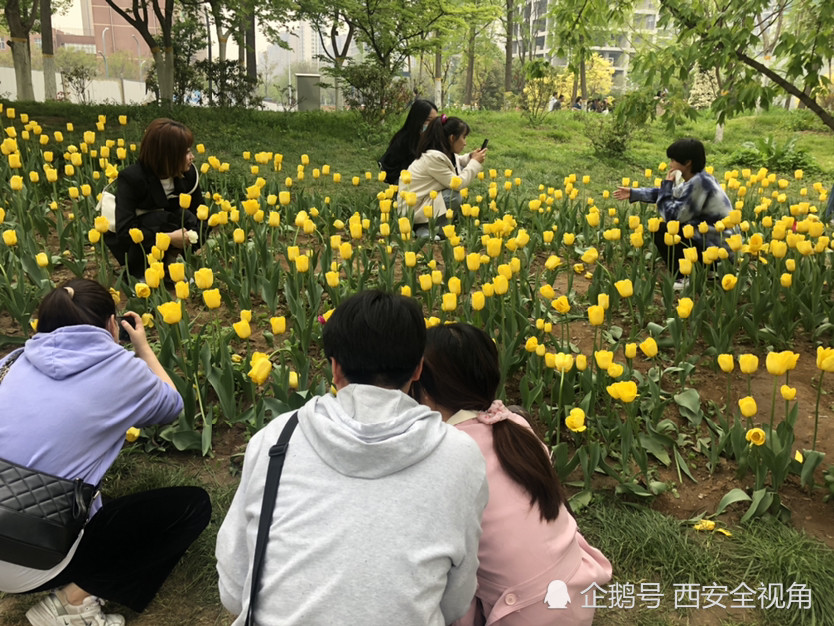 西安植物园人气爆棚牡丹郁金香遭游客踩踏