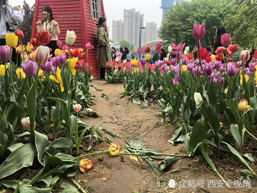 西安植物园人气爆棚牡丹郁金香遭游客踩踏