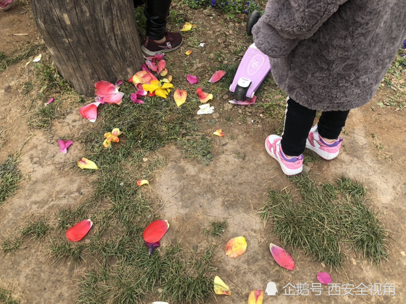 西安植物园人气爆棚 牡丹郁金香遭游客踩踏