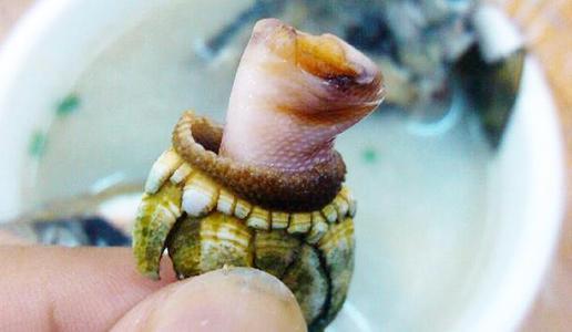 遭人唾弃的藤壶 到底有多可怕 看看海龟 鲸和船舶的下场就懂了 腾讯新闻