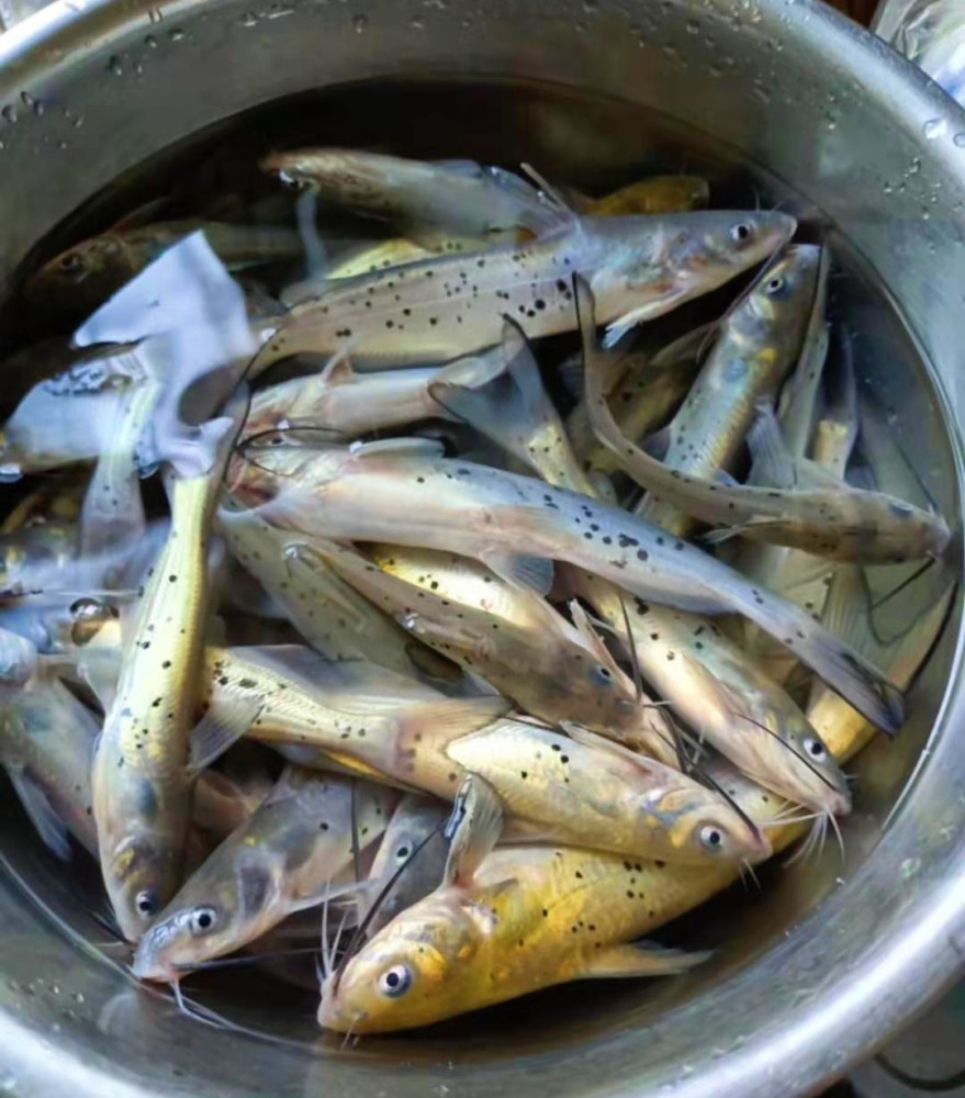 大量斑点叉尾鮰鱼现身黄河钓友频繁钓起该放生还是该吃掉