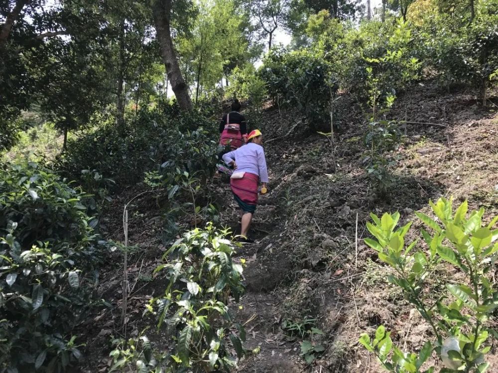 勐海县布朗山乡:守住绿水青山,才能有好茶山