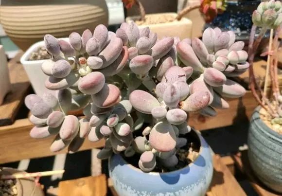 多肉科学配土 要根据根系来 这4大 根系 养多肉要了解 腾讯新闻