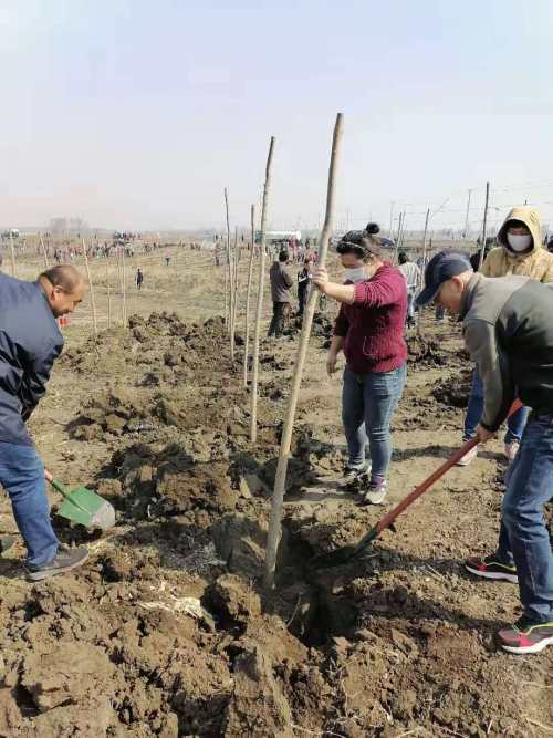 调兵山市市场监督管理局积极参加春季义务植树活动