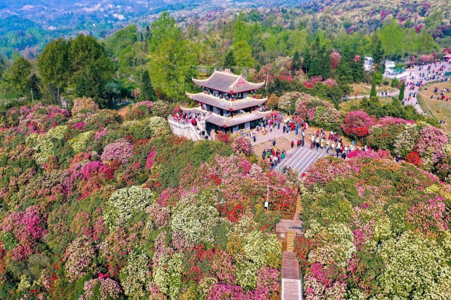 毕节百里杜鹃还好在盛花期遇见你不负此行