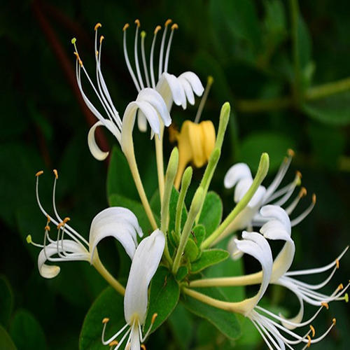 银花(银花泌炎灵片)