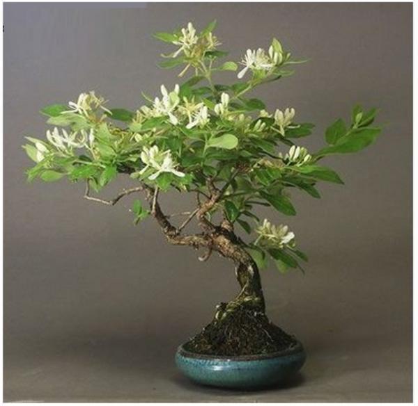 种盆金银花不仅年年可以饮花茶且养得越久盆景也更值钱