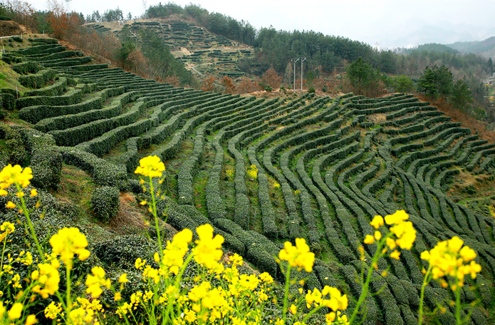 春天里的陕西汉中市宁强县汉江源头采茶忙茶山处处如画廊
