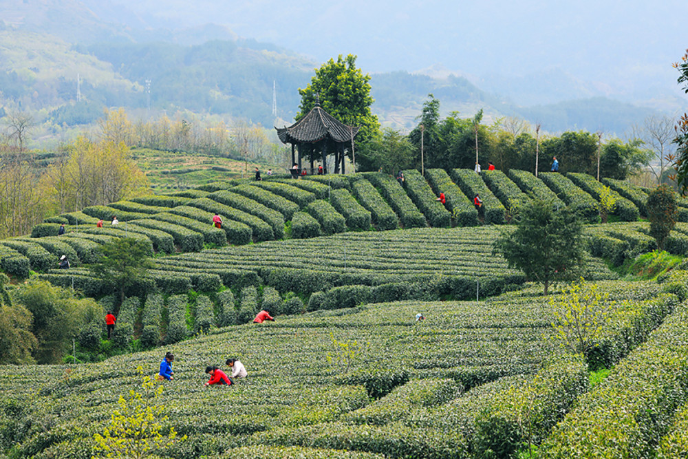春天里的陕西汉中市宁强县汉江源头采茶忙茶山处处如画廊