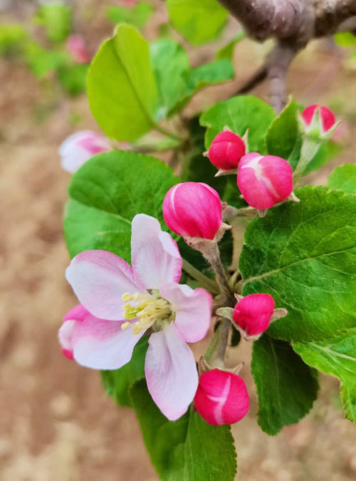 白水55万亩苹果树开花啦红白相间好美呀