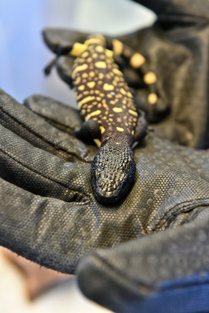 外代二线墨西哥毒蜥