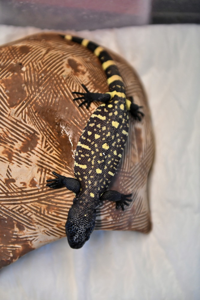 外代二线墨西哥毒蜥