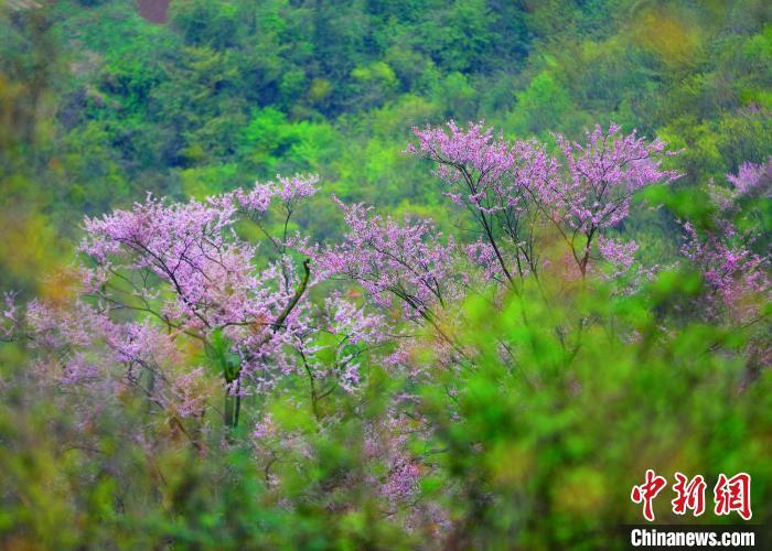 紫荆花在山坡疏林间盛开. 秦先寿 摄