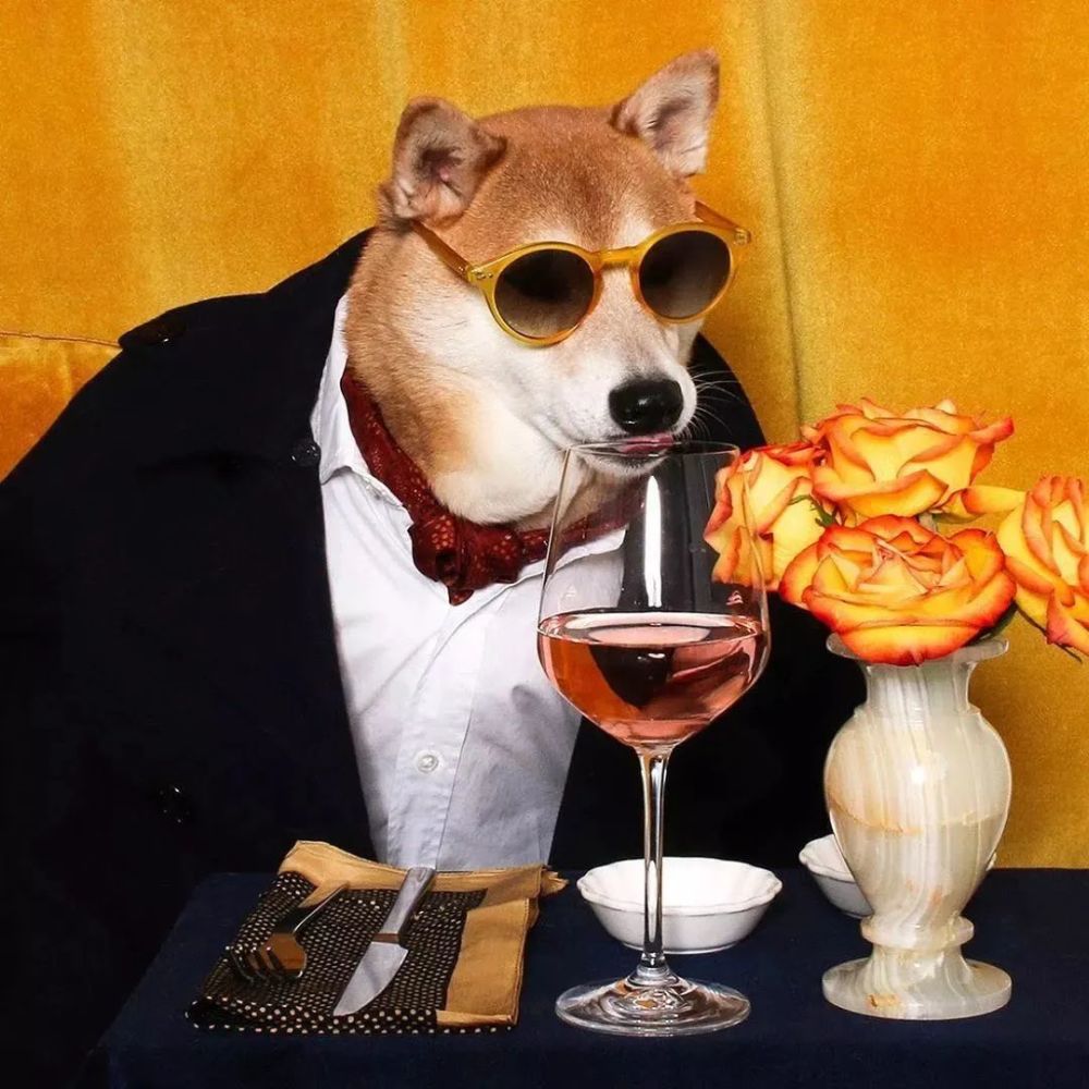 有人说给狗狗穿衣服对狗狗不好,但是叶娜·基姆说,"生活中不会给狗狗