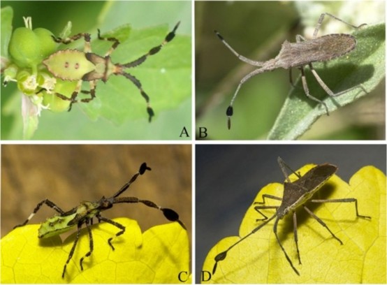 此外,大触角是大角蝽物种明显的生命特征,容易降低种群适应环境变化