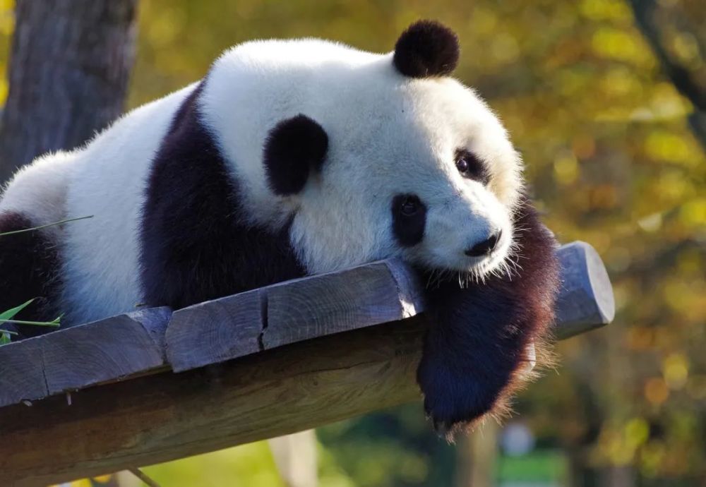 经典的大熊猫为什么是黑白色的插图
