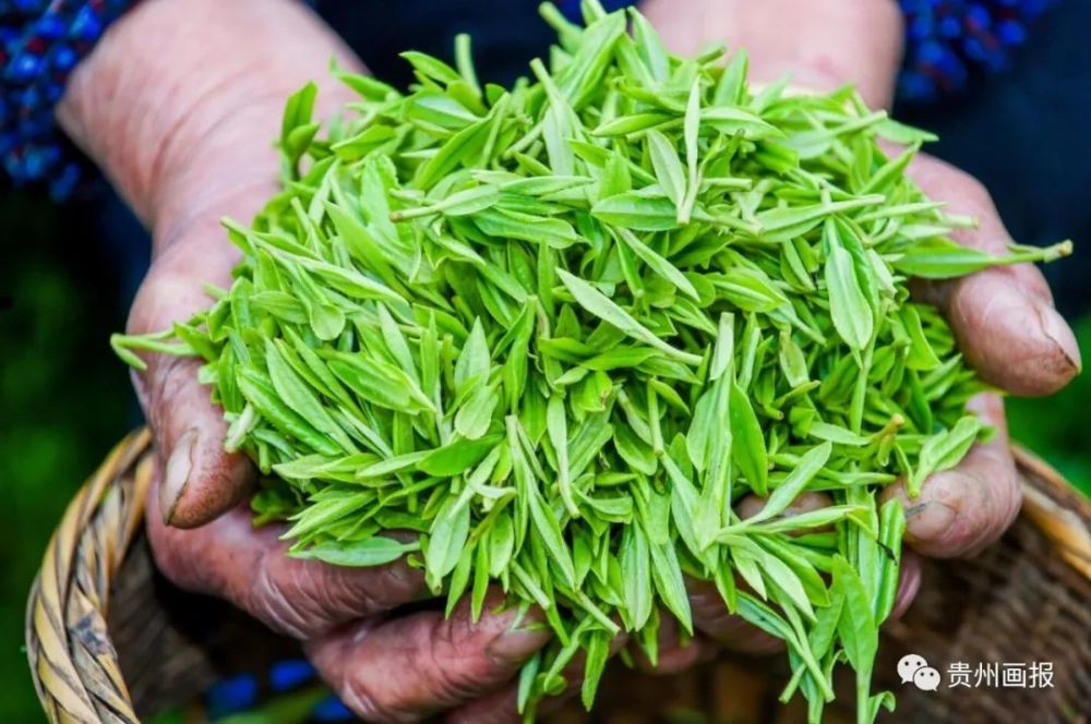 黎平:开足马力生产"黄金茶"