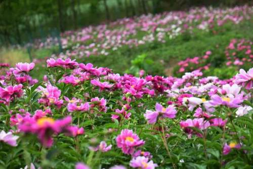 金堂芍药花基地图片