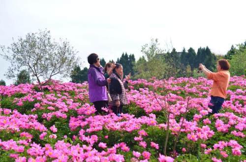 金堂芍药花基地图片