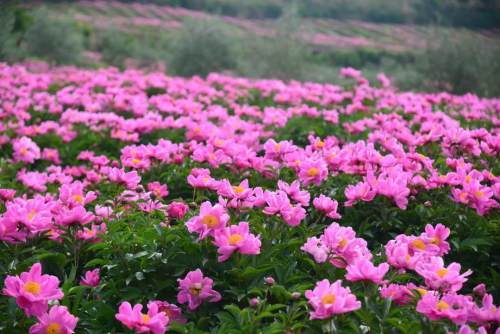 金堂芍药花基地图片