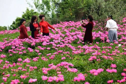 金堂芍药花基地图片