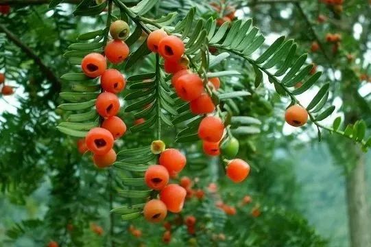 悲劇!雲南一男子喝紅豆杉泡酒身亡