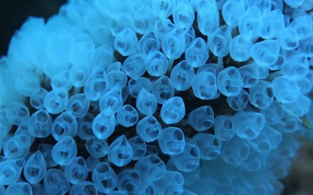 虽然海鞘是雌雄同体,但它并不是自己受精,而是需要异体受精的,即使其