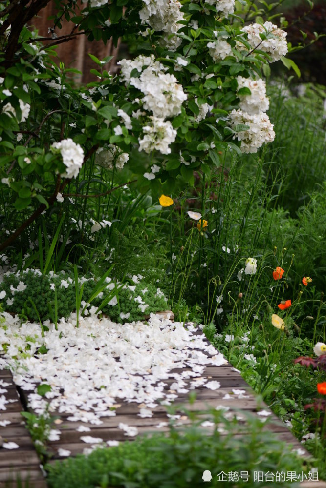 雨中花落一地的不止桃李杏梅樱还有木绣球