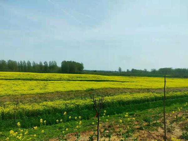 商水6000亩油菜花田不负春光客如织花海碧波迎你来