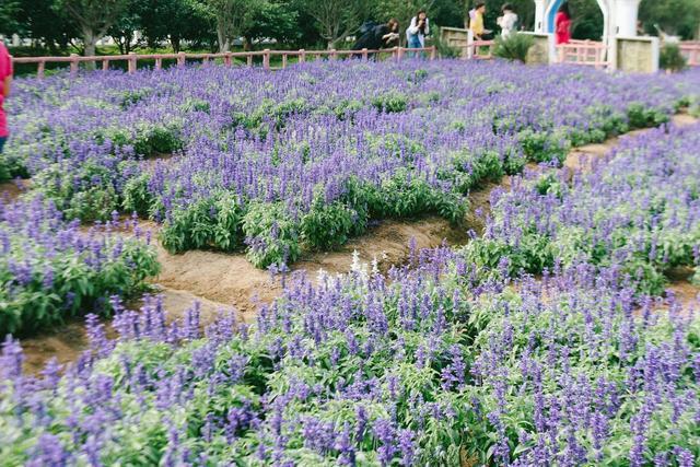 去不了伊甸园广州这片薰衣草花海记得来打卡了