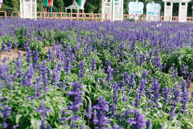 去不了伊甸园广州这片薰衣草花海记得来打卡了