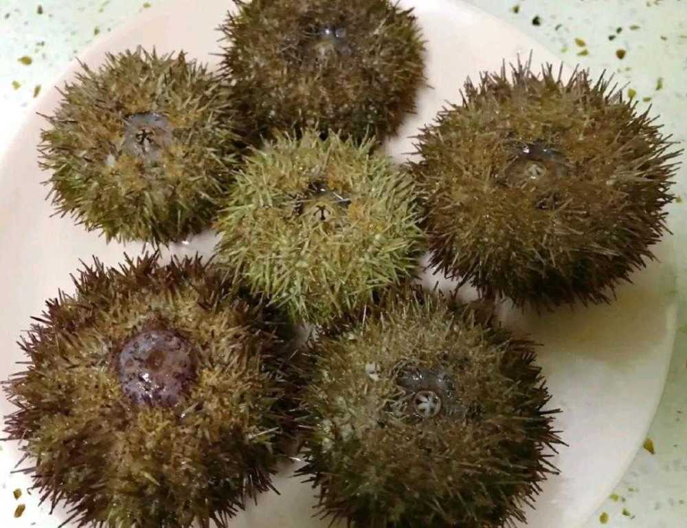 海胆蒸蛋在家就可以做胆黄看得见何必去三亚吃汁多无肉的海胆