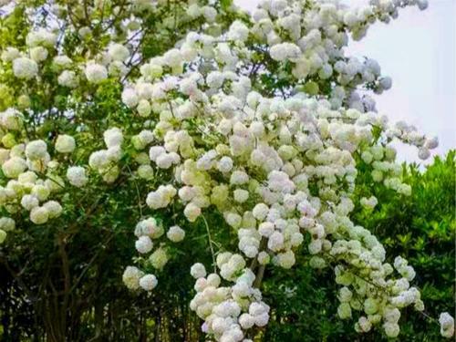 有个小院种棵花树 满树繁花 赏花品茶 美哉 腾讯新闻