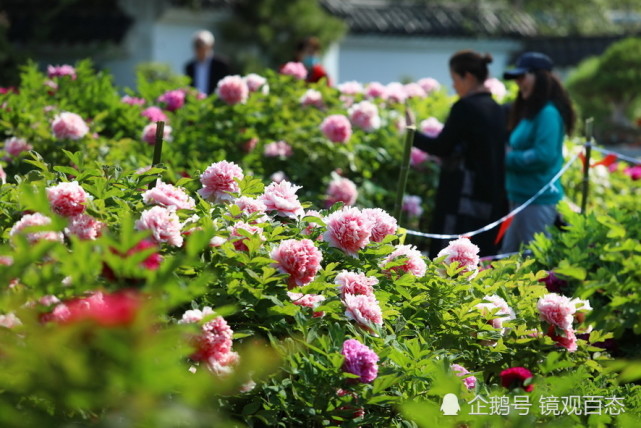 安徽淮北相山公园牡丹花开姹紫嫣红迎客来