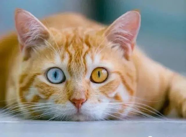 捡到一只鸳鸯眼橘猫猫很美可一天后发现我被它骗了