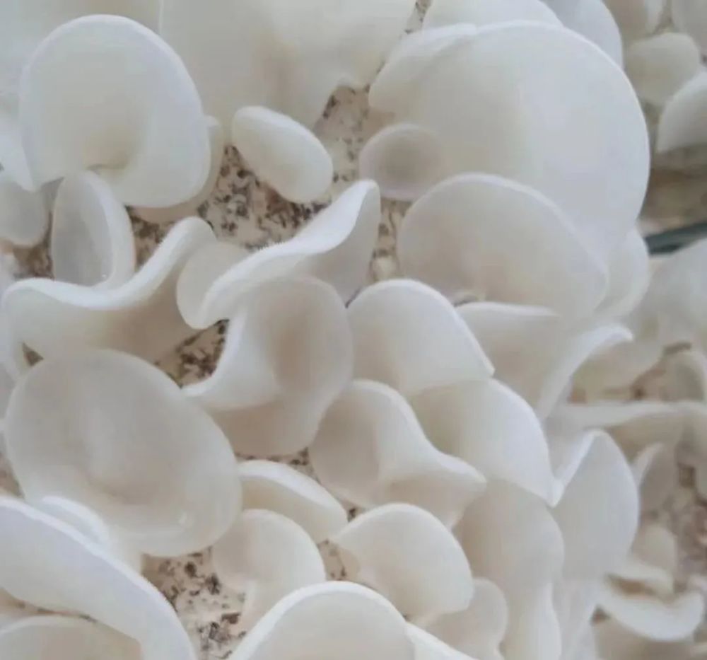 听李玉院士讲小蘑菇的故事!_腾讯新闻