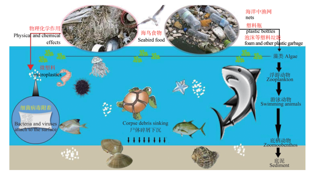 图片由刁晓平提供海南大学南海海洋资源利用国家重点实验室南海环境