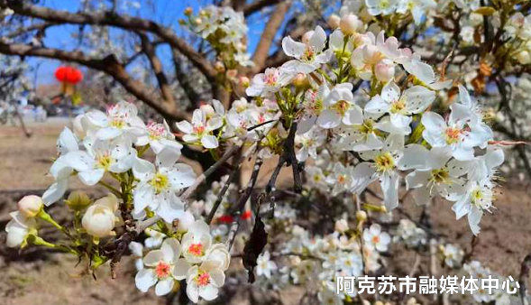 阿克苏的梨花开了 约一场梨花 雪 可否 腾讯网