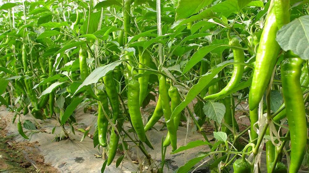 农民种辣椒高产高收益,使用什么肥料好呢?本文详细解答_腾讯新闻