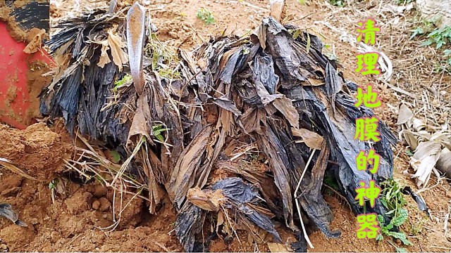 地膜覆盖提高农作物产量但是残留在土壤里地膜垃圾很难清理了