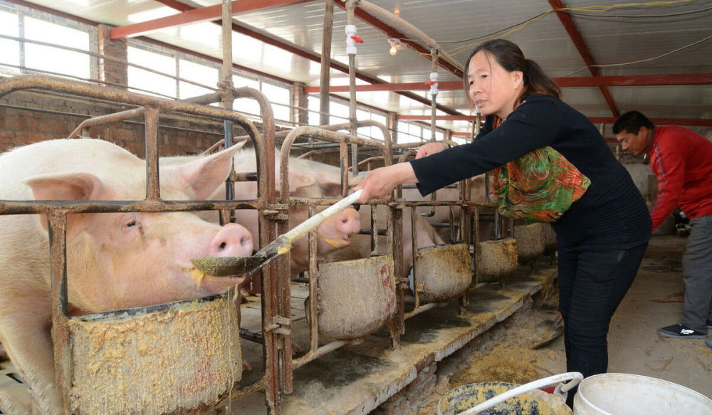 养殖的产业链中,从而有力地推动了规模化猪场生猪存栏数量和能繁母猪