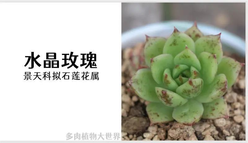 水晶玫瑰 景天科拟石莲花属多肉植物 冬云系列 腾讯新闻