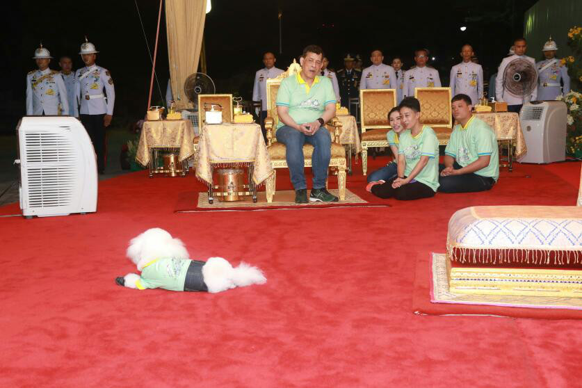 拉玛十世是真龙天子连宠物狗都会用泰国式匍匐跪拜他