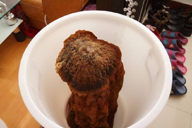 父亲上山捡到一个巨大的肉灵芝儿子看到他扛回家后直接报了警