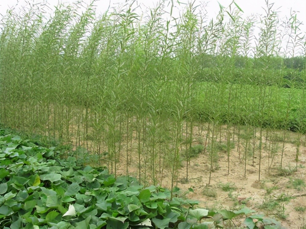 从周秦木胎漆器析"杞柳为杯棬"_腾讯新闻